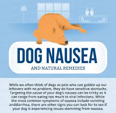 These days, the holistic approach is quite popular, so you must be wondering how to treat colitis naturally? Dog Nausea Natural Remedies Canna Pet