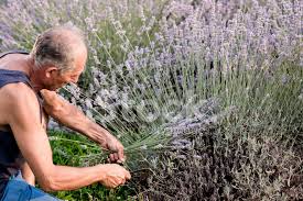 Wenn lavendel zu verblühen beginnt, sollte er bis in den grünen, nicht verholzten sommeraustrieb hinein lavendel ist eine der beliebtesten mediterranen pflanzen. Lavendel Ernten Stockfotos Freeimages Com