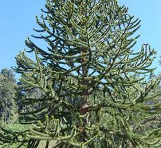 Image result for Araucariaceae