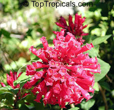 Image result for Cestrum elegans