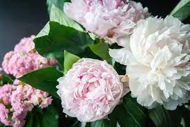 Sep 22, 2017 · lycorus is a common name for several different plant types including both lycoris and belladonna lillies. Different Types Of Peony Flowers You Should Know About Pansy Maiden