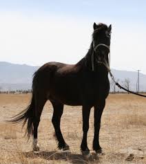 Ponies for sale in ny. Updated Today Horses For Sale All Breeds All Disciplines All States