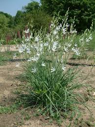 Image result for Chlorophytum calyptrocarpum