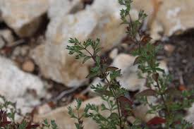 Image result for Meiosperma bracteatum