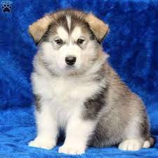 Don't miss what's happening in your neighborhood. Giant Alaskan Malamute Puppies For Sale In Pa Pets Lovers