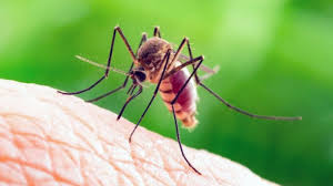 Pest control is something i will never skimp on and having a quick responding company for unforeseen events makes all the difference. Bug Masters Llc
