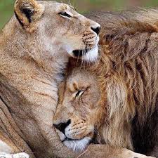 Repost Wildlifeplanet With Repostapp Follow Wildtvhd For More Amazing Wildlife Photos Videos Love Happiness King And Queen P Animaux Animaux Sauvages Et Felin Sauvage