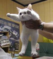 Check spelling or type a new query. Short Cat Is Short