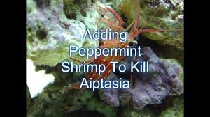 They are also normally a more nocturnal shrimp so you might not even see them eat the aiptasia. Using Peppermint Shrimp To Eradicate Aiptasia Reef Tank Youtube
