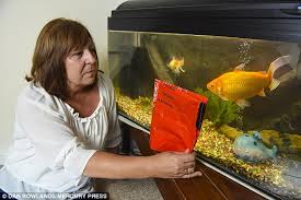 Many goldfish will never reach their full potential size due to inadequate initial breeding conditions. Goldfish As Big As A Subway Sandwich Gets Angry If He Isn T Fed On Time Daily Mail Online