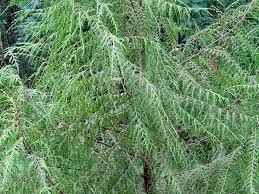 Image result for Cupressus funebris