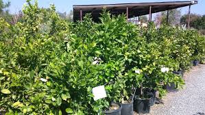 Alle farben & fool's garden — lemon tree 01:57. Caring For Your Citrus Trees Cagliero Ranch Nursery