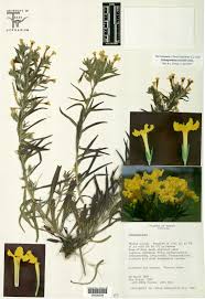 Image result for Boraginaceae