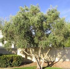 Easy to grow patio tree that grows indoors or out. Fruitless Olive Horticulture Unlimited