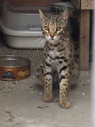 What if i can't afford a bengal? Proven F1 Bengal Queen For Sale Ilford Essex Pets4homes