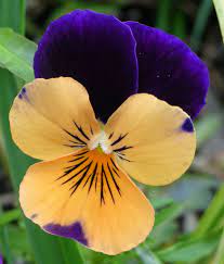 Pansy Pansies Flowers Beautiful Flowers Pretty Flowers