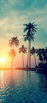 We did not find results for: Palm Tree Beach Sunset Wallpaper Iphone Novocom Top