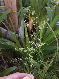 Image result for Eragrostis tef