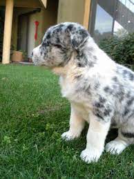 The blue heeler australian shepherd mix is a loyal pet and one that will be there with you for a very long time. Australian Shepard Queensland Heeler Mix Puppies Cute Dogs Cute Animals