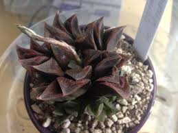Impressive nursery of cactus and succulents, a lot of variety and rarities that i had never seen before. Yosuke Presents Haworthia For Life Posts Facebook