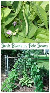 How to grow bush beans in garden. Growing Green Beans Pole Beans Vs Bush Beans Bush Beans Growing Green Beans Growing Bush Beans