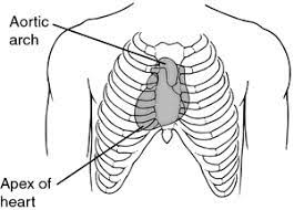 Along with list of similar terms on definitionmeaning.com. Heart Situs Anomaly Definition Of Heart Situs Anomaly By Medical Dictionary