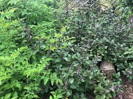 Image result for Ocimum fimbriatum