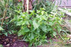 To search for photos of these plants, check the uc berkeley calphotos: Growing Chinese Lantern Flowers How To Grow Chinese Lanterns Plants From Seeds