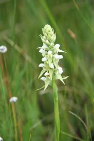 Image result for Satyrium trinerve