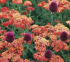Drumstick Allium And Yarrow Great Looking Combination And Deer Resistant In The Garden Deer Resistant Plants White Flower Farm Deer Resistant Garden