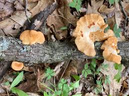 Image result for Nesaea polycephala