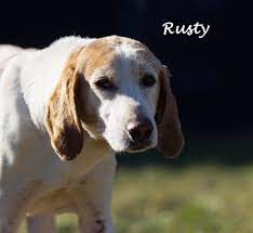 Find and adopt a pet on petfinder today. Dog For Adoption Rusty Sr A Hound Beagle Mix In Nashua Nh Petfinder