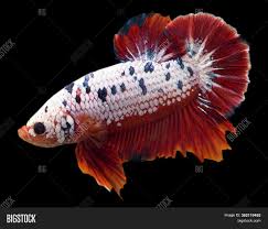 This one is a deep blood red halfmoon plakat. Betta Fancy Red Image Photo Free Trial Bigstock