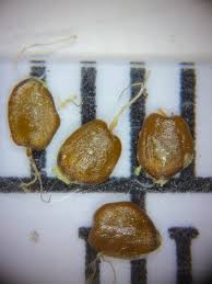 Image result for Queenslandiella