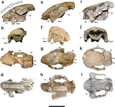 Image result for Pentarhopalopilia