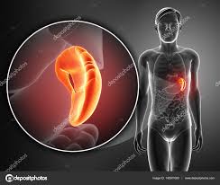 Human Anatomy Spleen Koibana Info Human Anatomy Drawing Anatomy Human