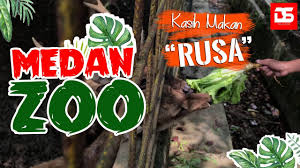 Kebun binatang adalah tempat hewan dipelihara di lingkungan buatan, dan dipertunjukkan ke publik. Kebun Binatang Medan Simalingkar Medan Zoo Youtube