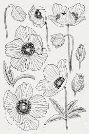 Pin On Flowers