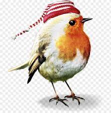Bird Birds Robin Winter Christmas Terrieasterly Psp Tubes Animals Png Image With Transparent Background Png Free Png Images Bird Cute Birds Animal Clipart