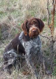 Hank A Nine Month Old German Wirehaired Pointer Sibling Of Bonnie Rigby Cooper Boss And Tilly German Wirehaired Pointer Bird Dogs Sporting Dogs