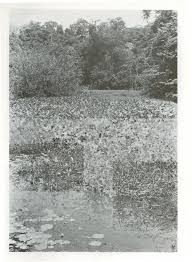 Image result for Lindackeria fragrans