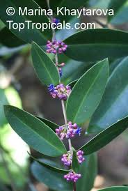 Image result for Memecylon