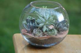 Maybe you would like to learn more about one of these? How To Make Your Own Succulent Terrarium Centerpieces Offbeat Bride