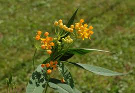 Image result for Asclepias curassavica