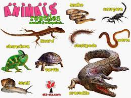 We did not find results for: Animals Reptiles Arthropods Arachnids Www Elt Els Com