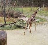 Let's Design a Gazebo: Cincinnati Zoo + Botanical Garden ...