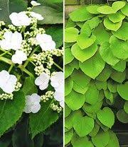 Winterharte Kletterpflanzen Kollektion Winterharte Kletterpflanzen Kletterpflanzen Winterharte Pflanzen