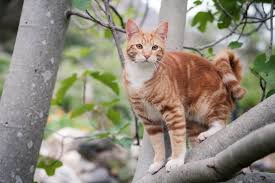 Suchanzeige katze muster vorlage für tiere muster beispiel für eine suchanzeige für eine katze damit das suchplakat auch wahrgenommen wird sollte man papier mit einer auffallenden farbe verwenden z b neongelb oder neongrün. Katze Vermisst 15 Tipps Zum Wiederfinden Und Vorsorgen Tractive