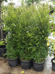 You are never assured a view as long as you have neighbors. Acmena Smithii Goodbye Neighbours Privacy Landscaping Screen Plants Privacy Plants