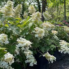 Image result for Hydrangea quercifolia